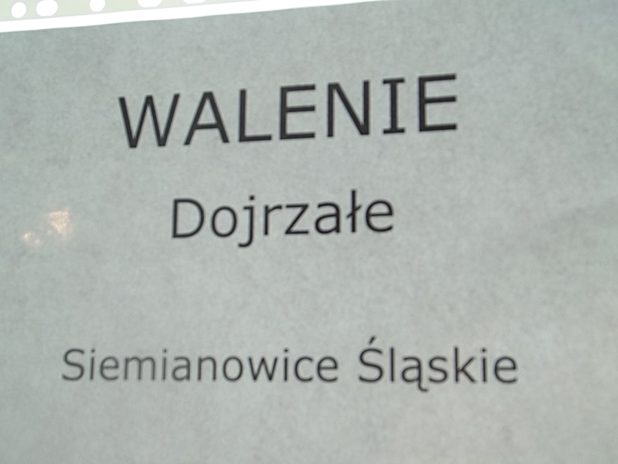 Hokej pod wodą Walenie Siemianowice Śląskie Wrocław 2014